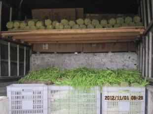 四川中江縣優(yōu)質(zhì)新鮮韭黃批量供應(yīng)，誠(chéng)邀批發(fā)商合作