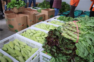 龍里縣灣灘河園區 貴州雙龍現代農副產品收購點的崛起與機遇